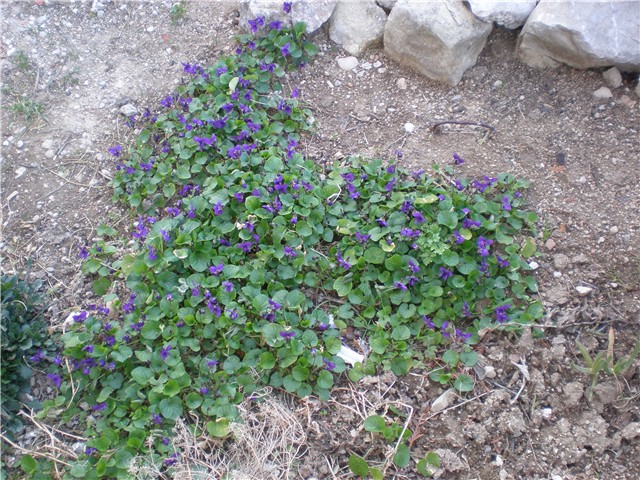 ljubičice